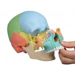 Habys model czaszki osteopatycznej, 22 części, wersja dydaktyczna Erler-Zimmer