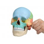 Habys model czaszki osteopatycznej, 22 części, wersja dydaktyczna Erler-Zimmer
