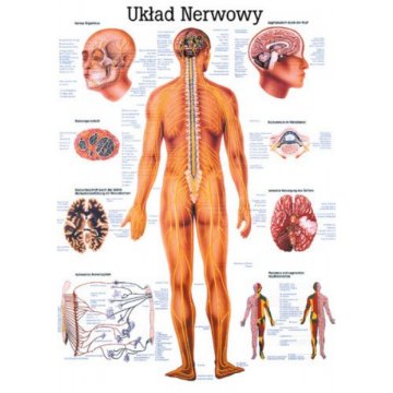 Habys tablica medyczna "System nerwowy" - laminowana