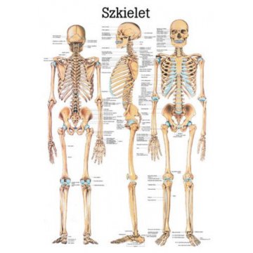 Habys tablica medyczna „Układ kostny” - laminowana